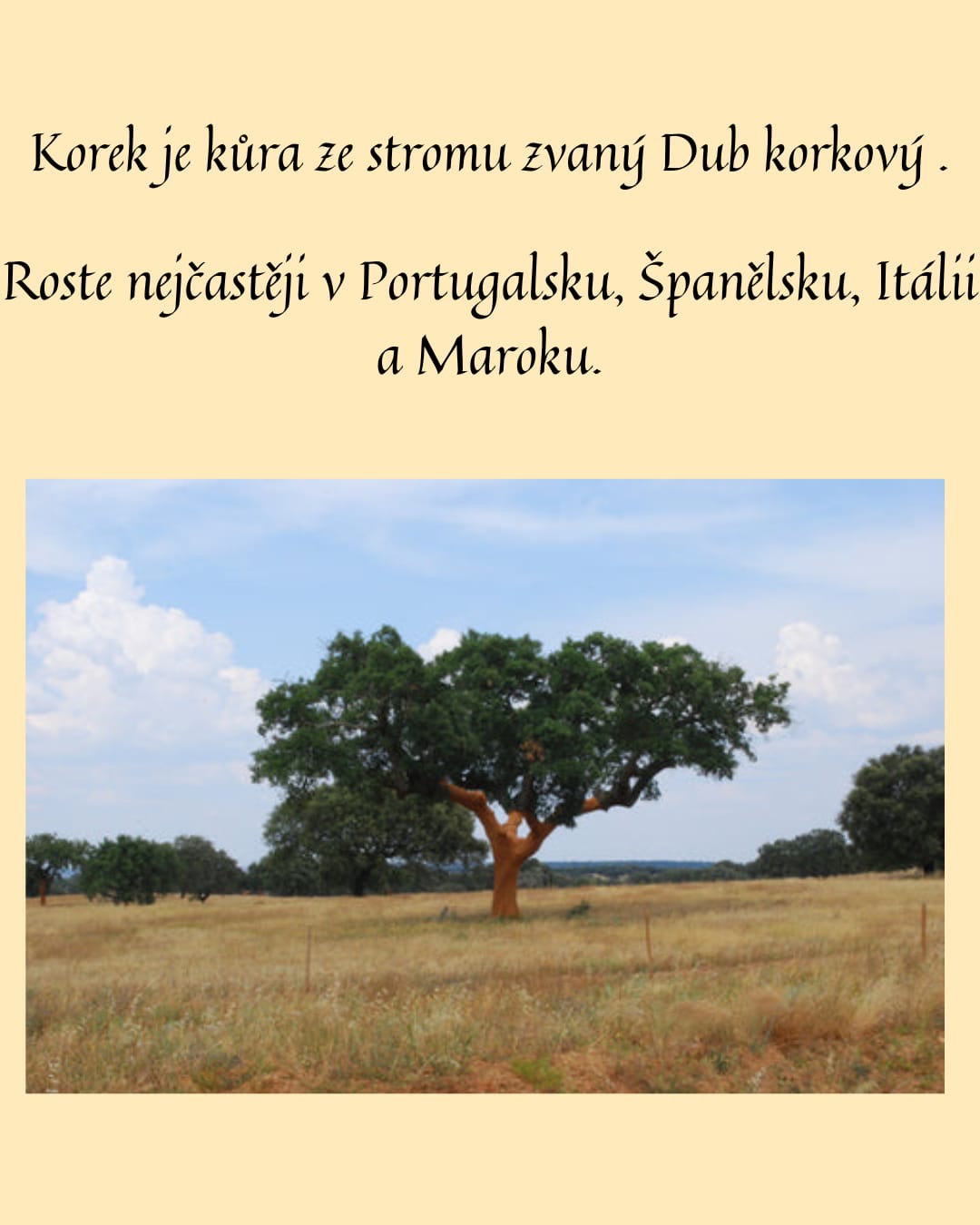 co je korek